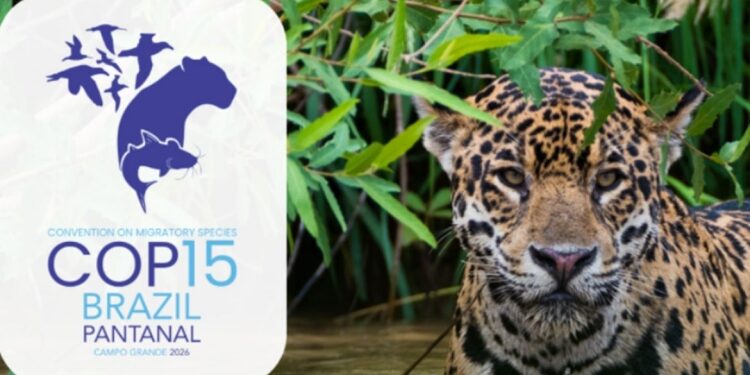 Foto: Divulgação / CMS