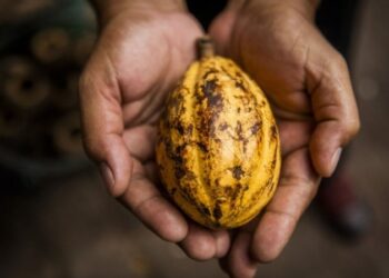 Foto: Divulgação / Ministério da Agricultura e Pecuária